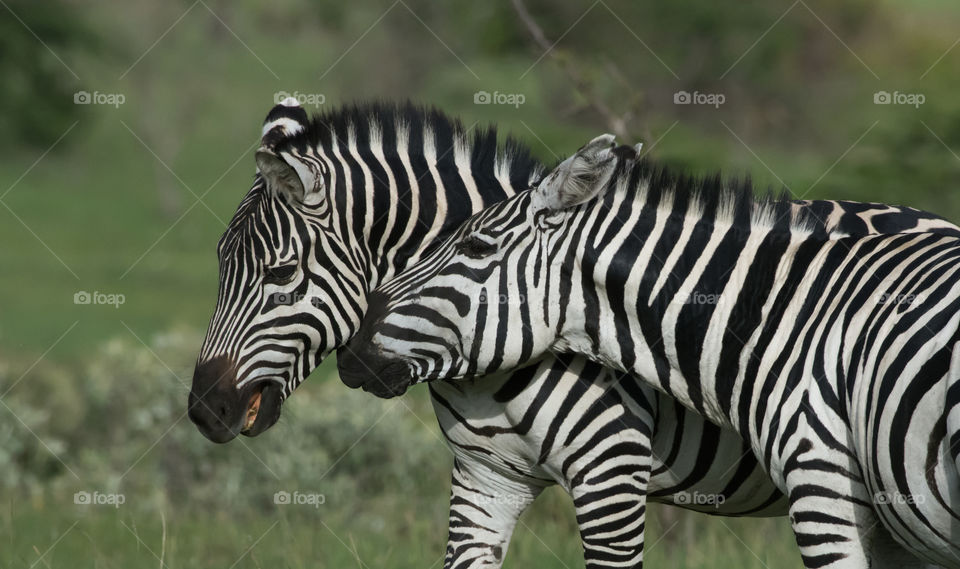 Common Zebra (Equus burchellii)_Masai Mara_Kenya
