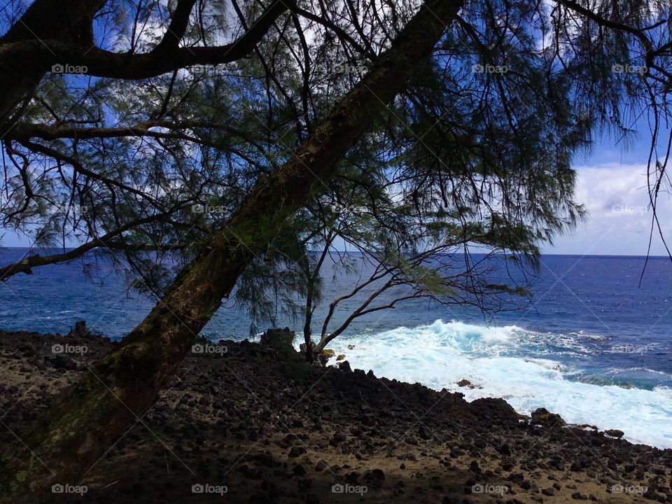 Leaning tree and ocean