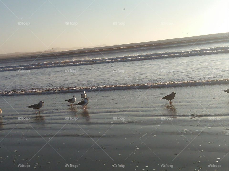 Beautiful beach and flock of seagulls near the sea.