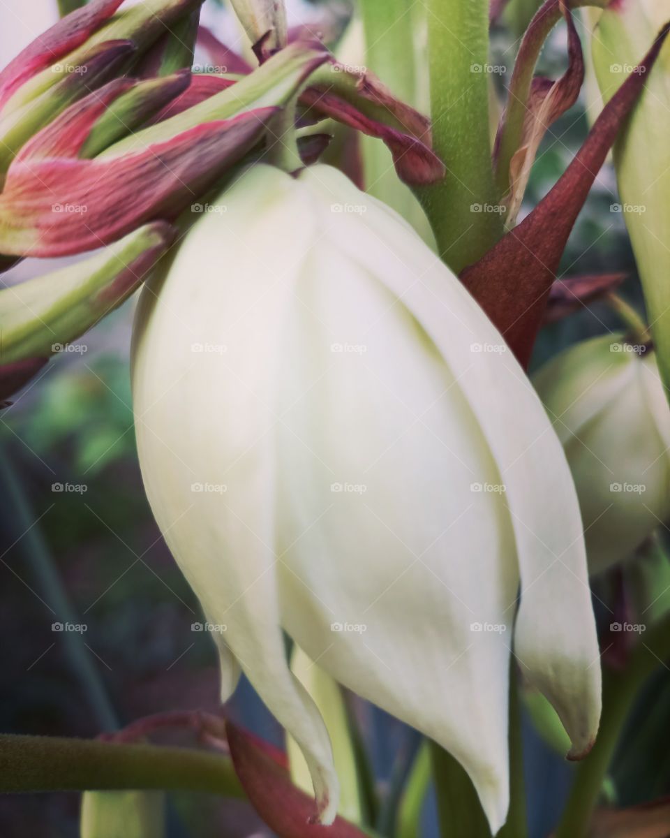 The beauty in nature