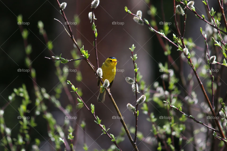 Bird, No Person, Wildlife, Outdoors, Nature