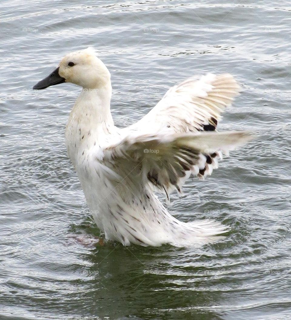 duck with wings spread