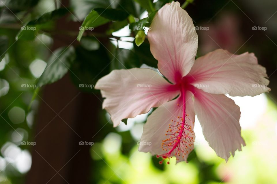 Frangipani in bloom