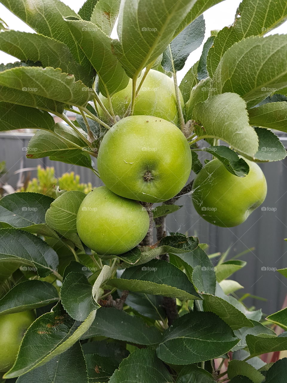 Fresh apples growing on a tree