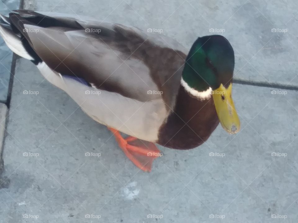 duck8