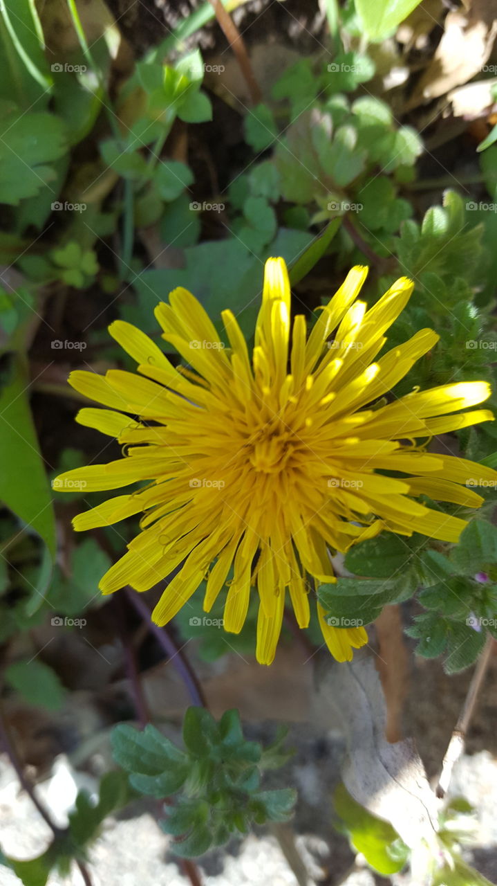 dandelion