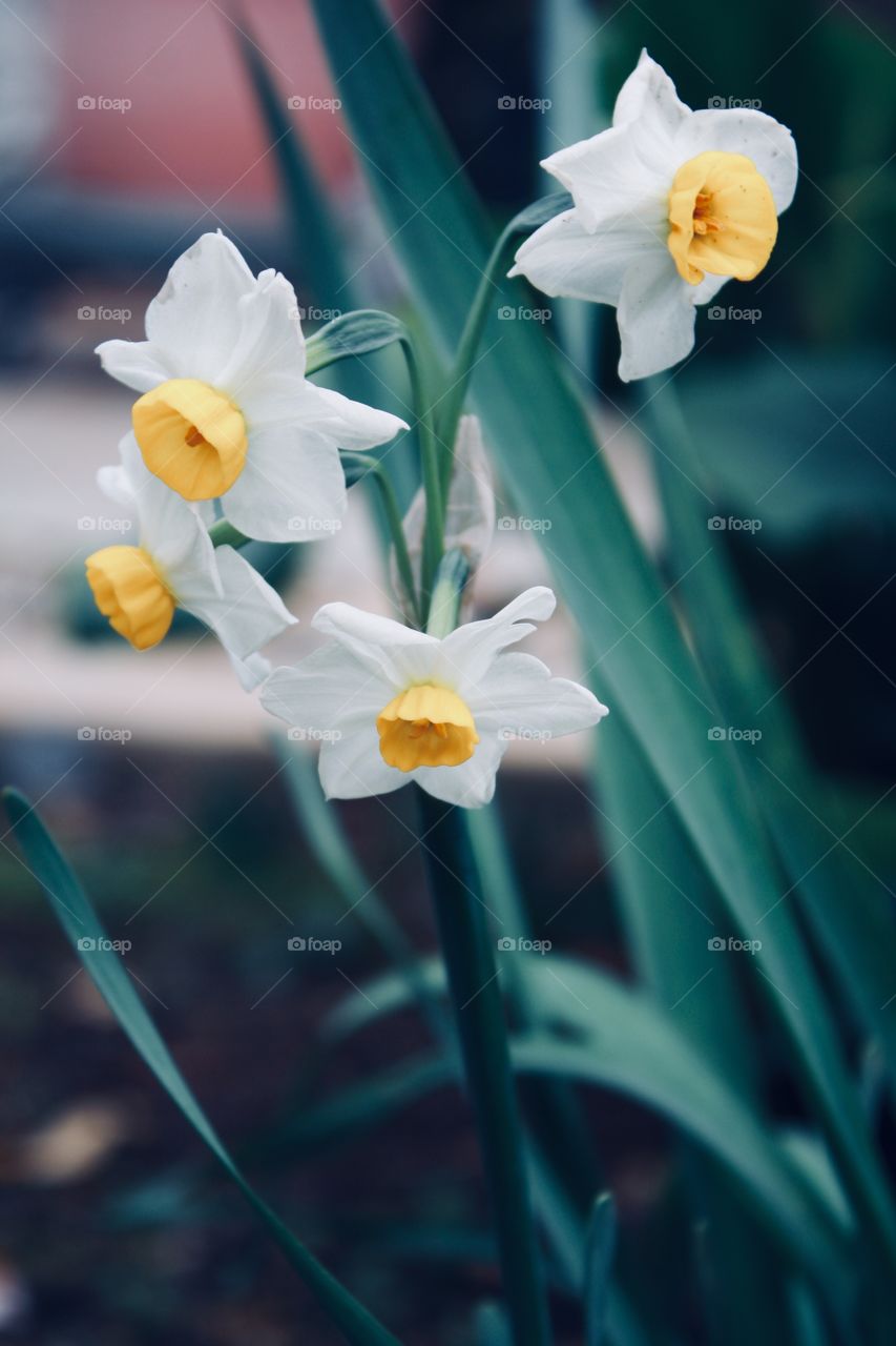 Amazon lilies 