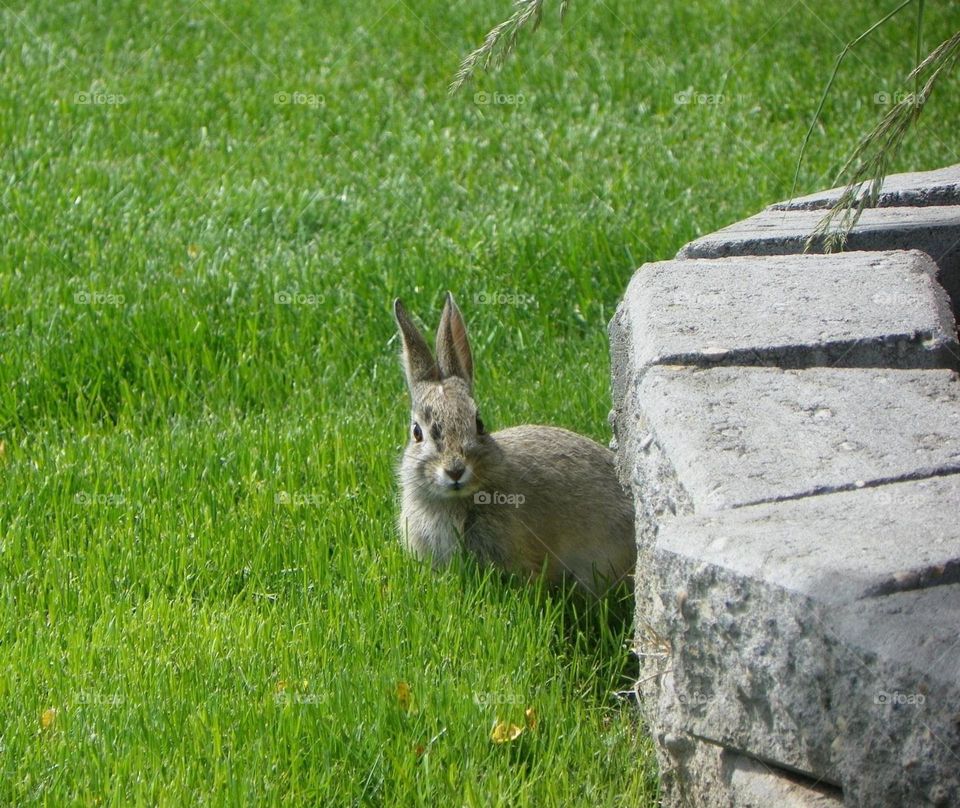 Playing hide and seek with this fluffy little white and brown bunny rabbit, who is sitting behind a grey stone flower bed in some nice lush green grass, makes a great close up of nature