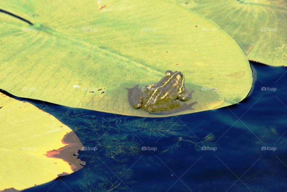Small frog on a leaf in the Danube Delta