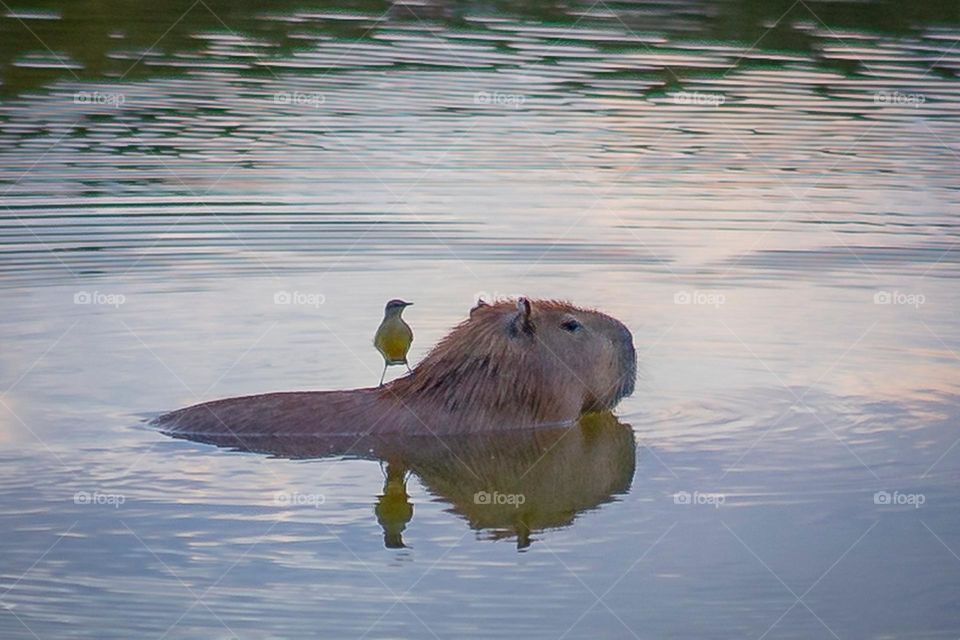 Pássaro na cabeça da capivara