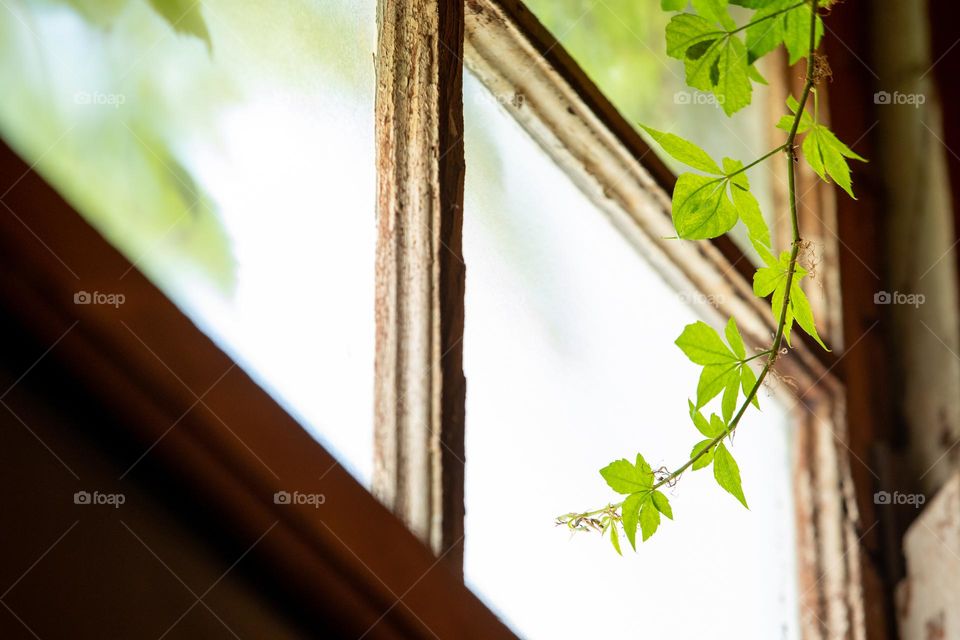 Lone vine reaching for the light framed by a rustic window 