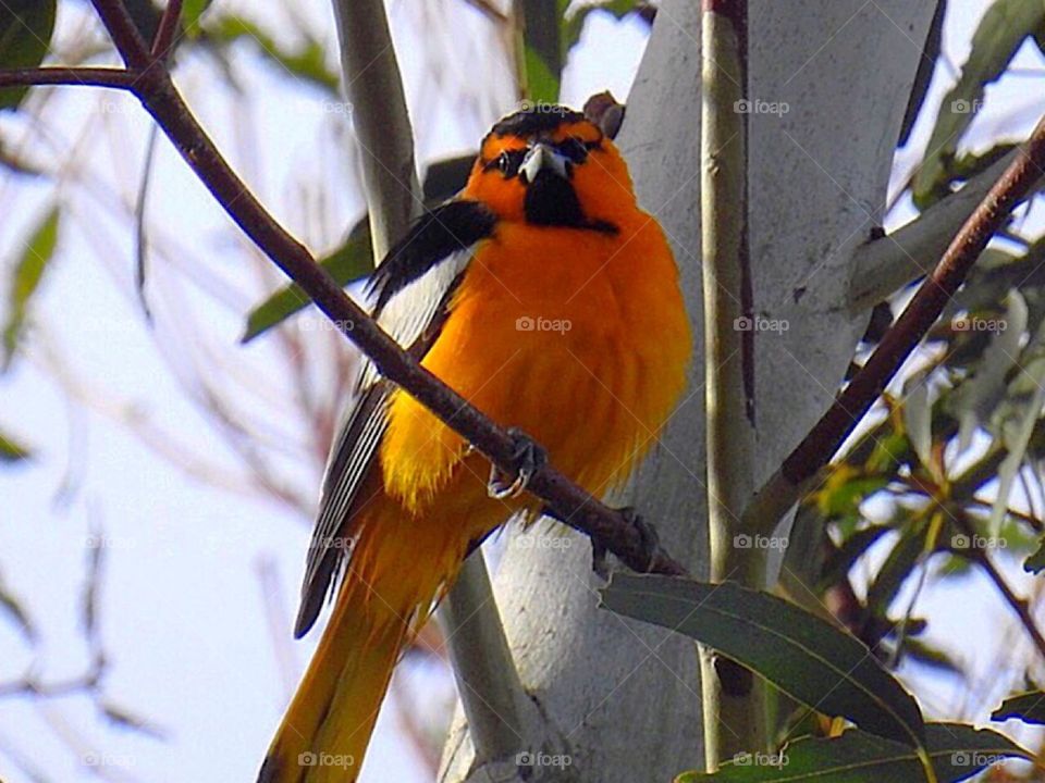 Bullock’s Oriole