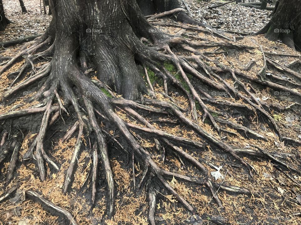 Strong Cedar tree roots grasp the earth