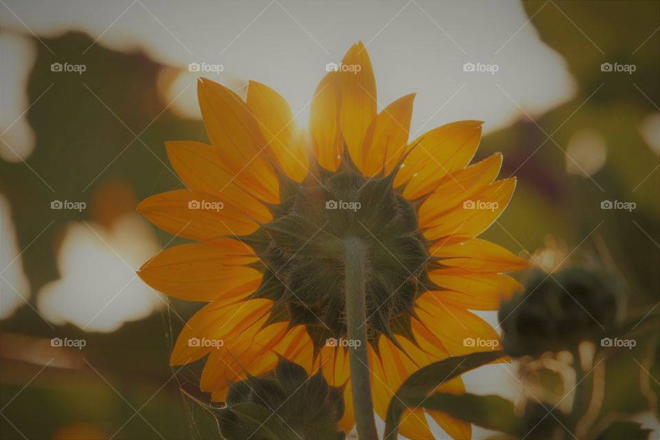 sunflower being kissed by the Sun