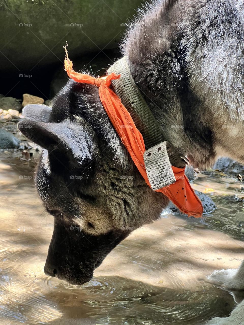 Akita dog drinking water 