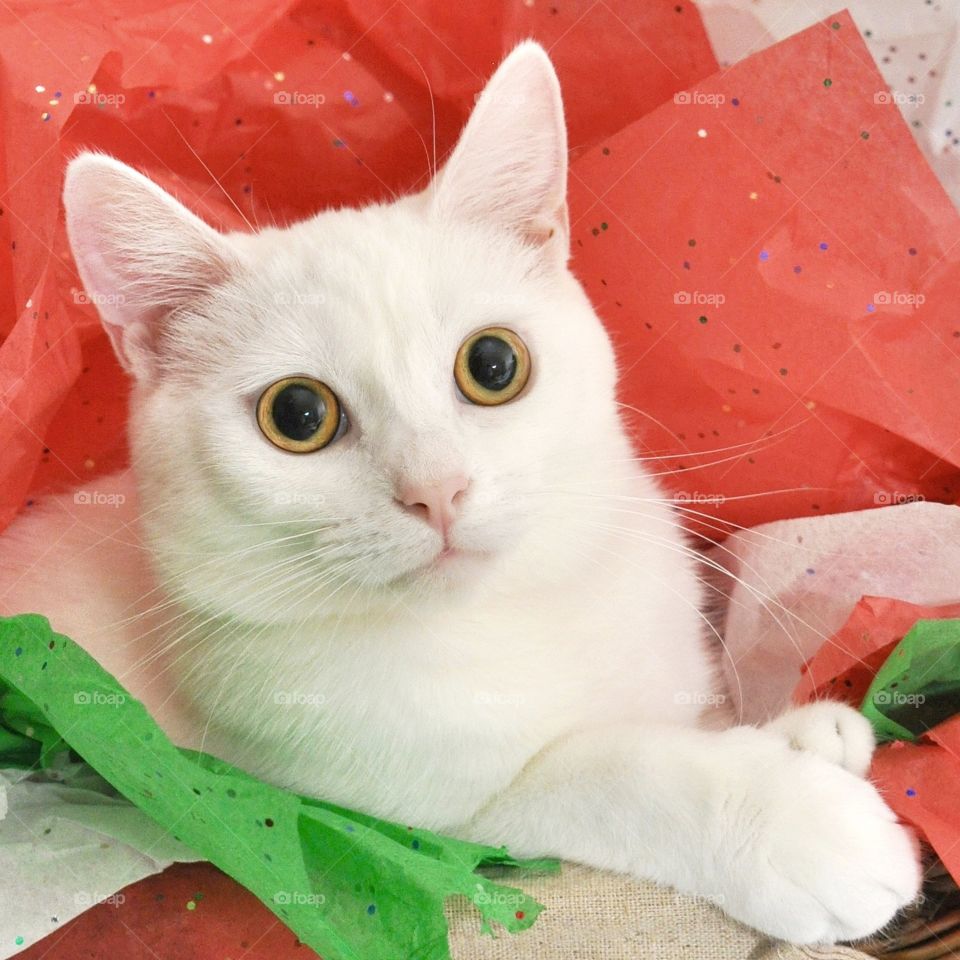 Christmas with our pets, cat in wrapping paper