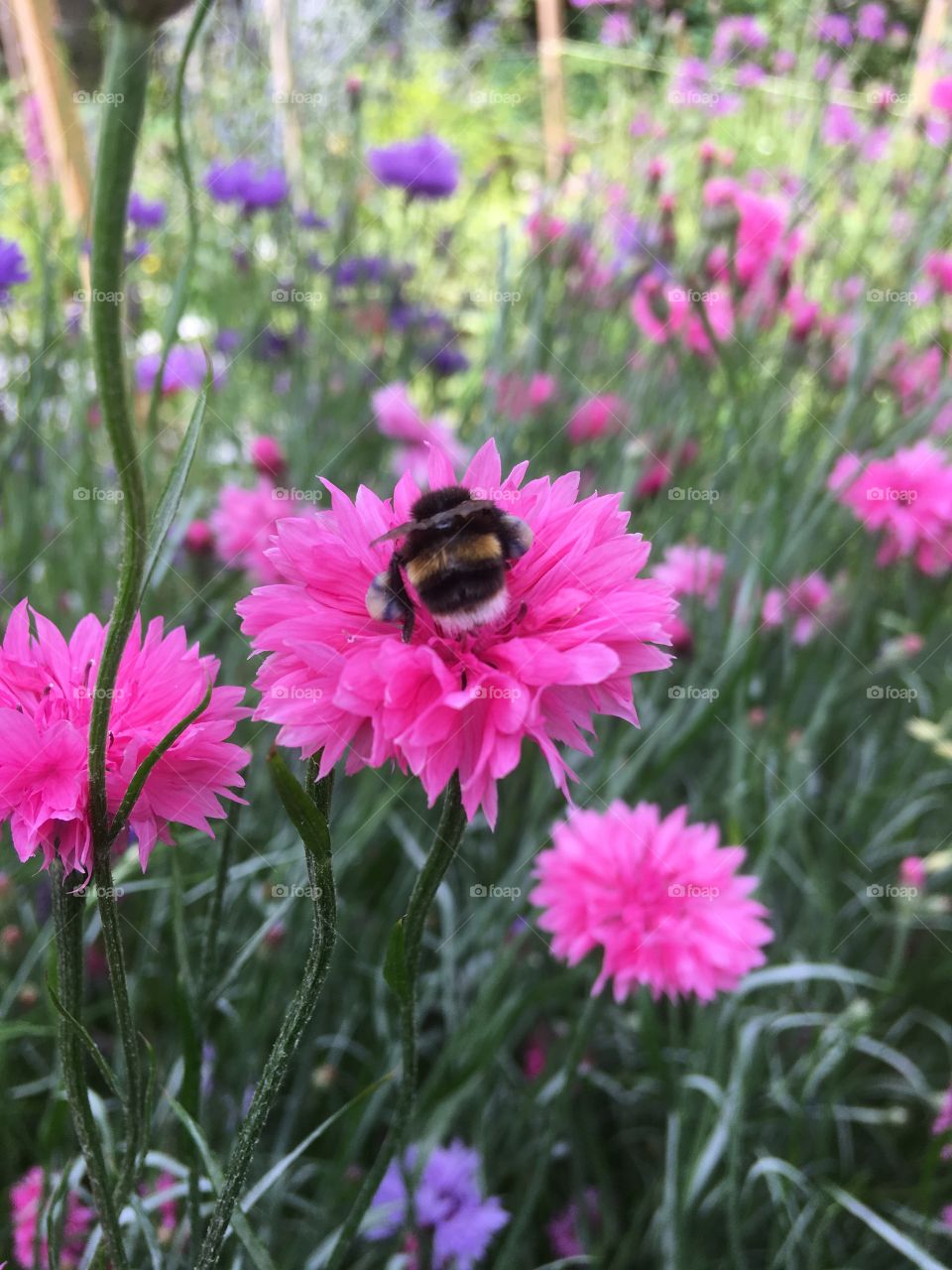 Bright pink cornflowers are an attraction for this bee