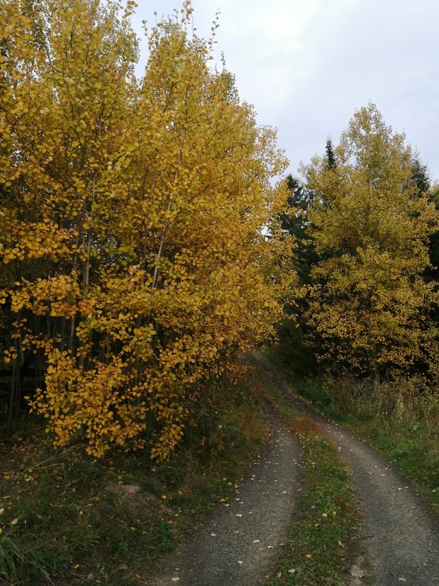 Autumn