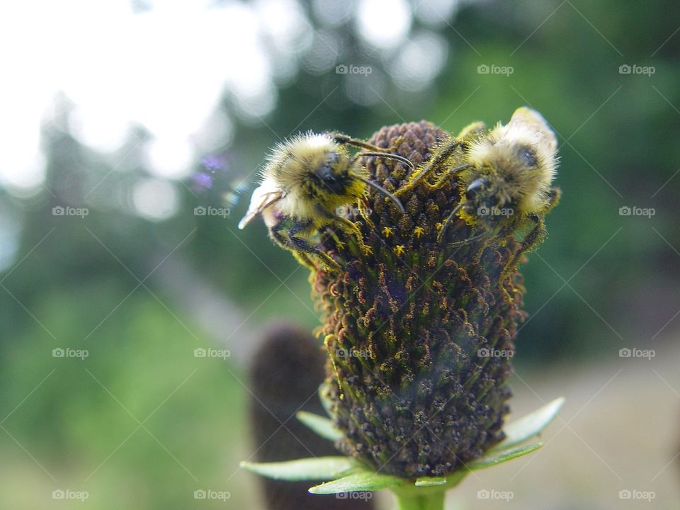 Two bees on flower