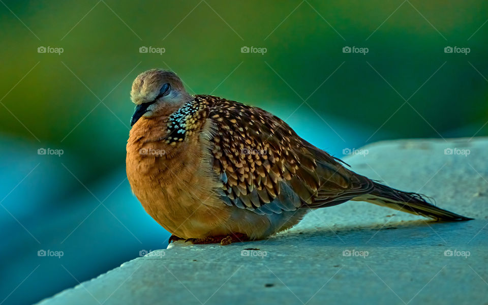 Dove  - spotted  body  - natural beauty