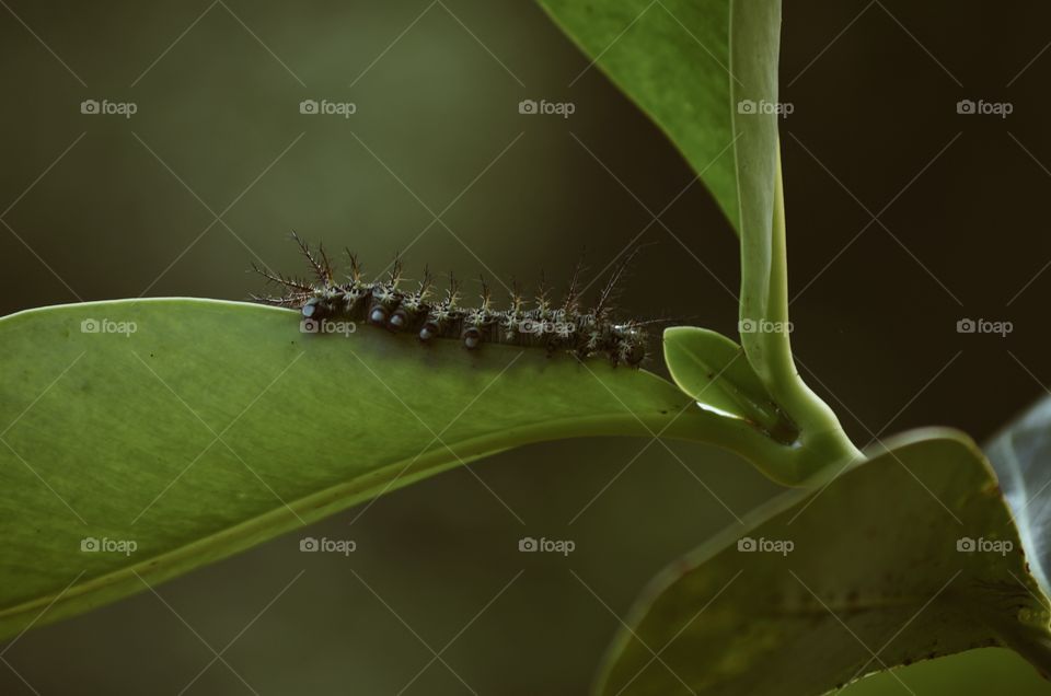 Caterpillar on a leaf