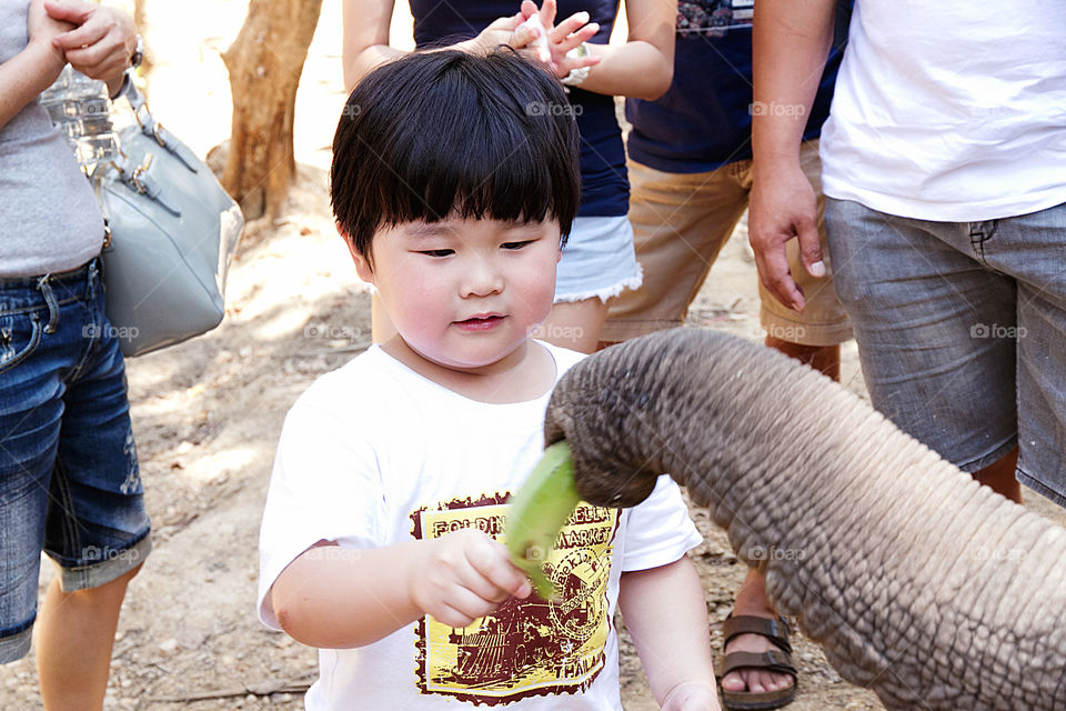 Little boy feeding banana to an elephant