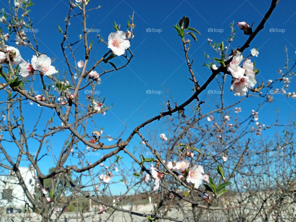 flourison amandes tree