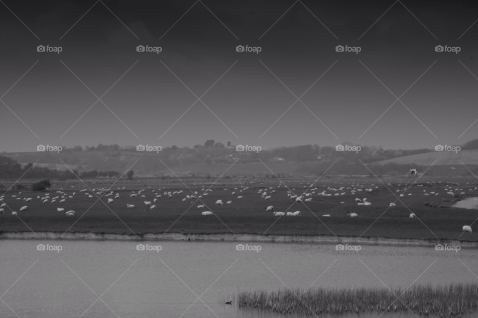 lake romney marsh fields black and white by leonbritton123