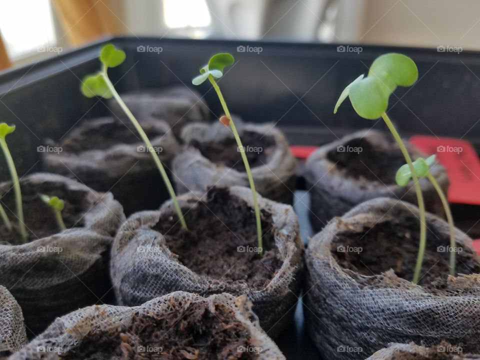 seedlings getting ready for spring