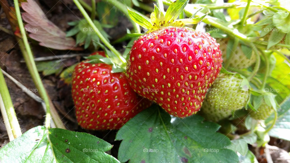 Fresh Strawberries! 