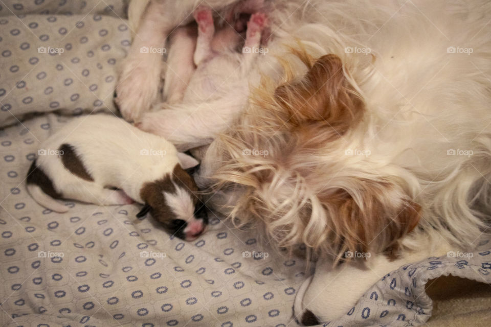 A mother care of a puppy of a Rough cut Jack Russell terrier