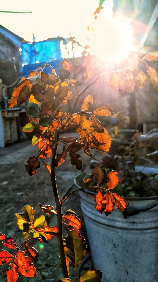 autumn leaves