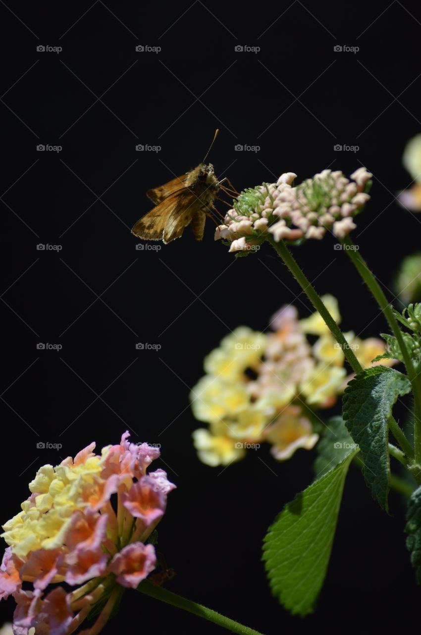 Brown Moth on Yellow Lantana