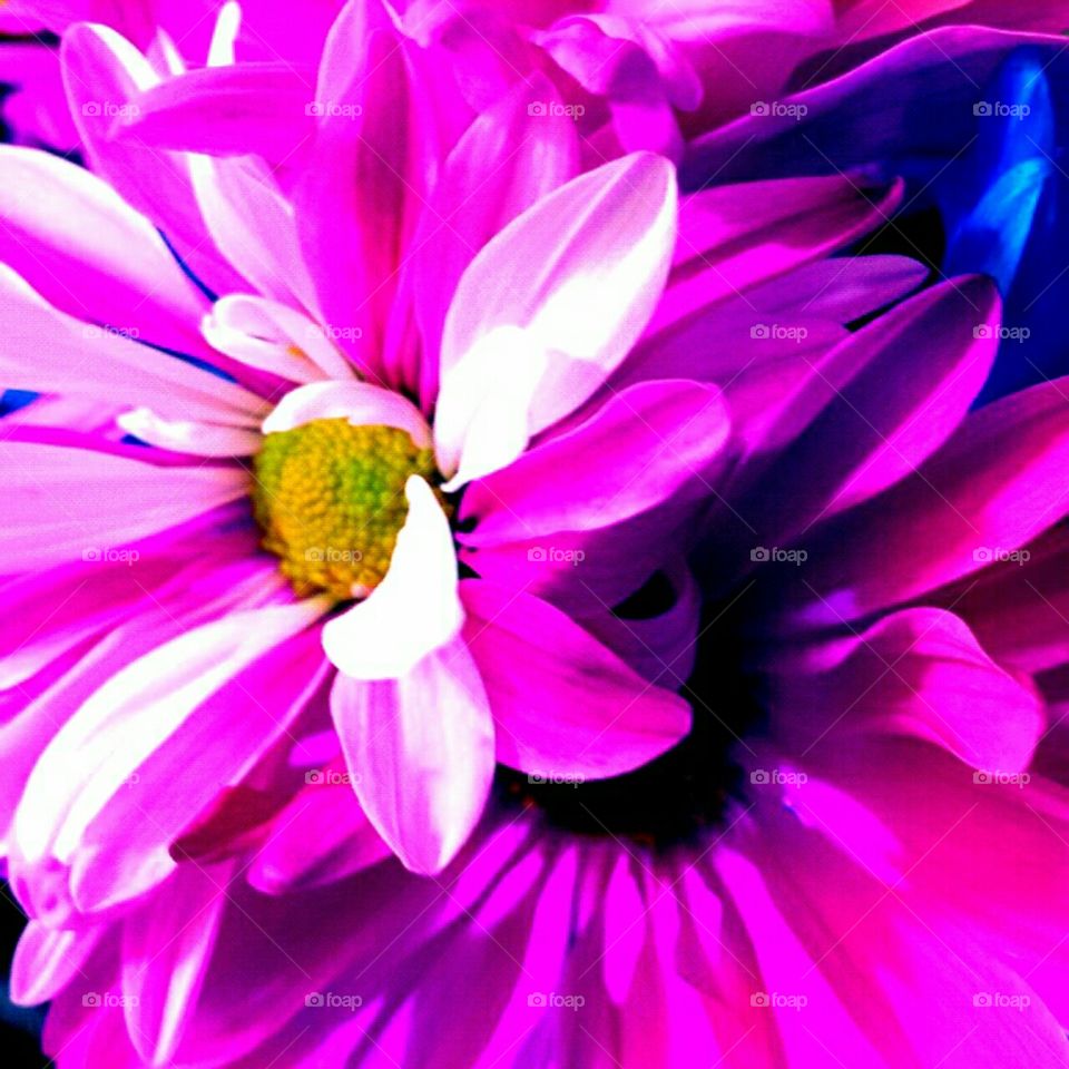 Flower, Nature, Flora, Garden, Color