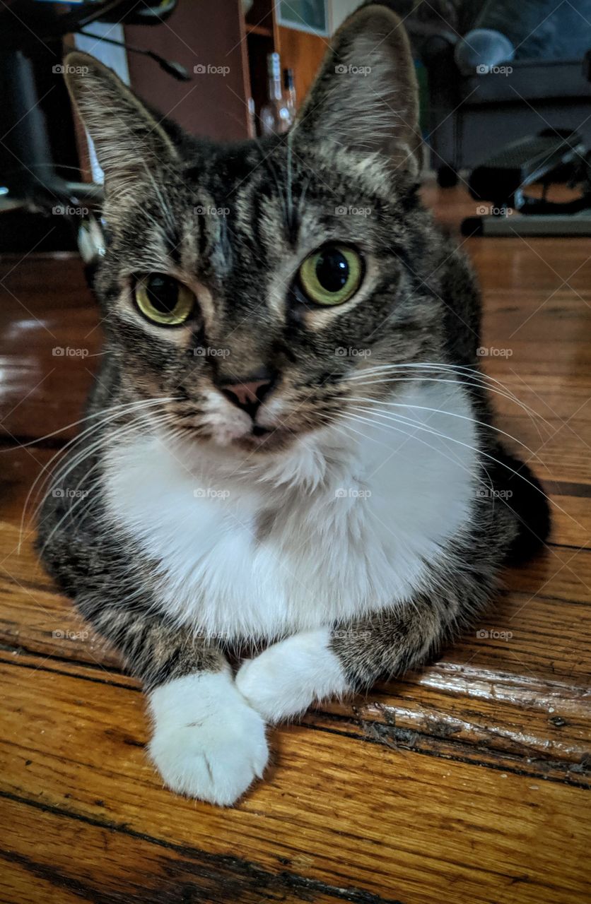 cat life; relaxing, yet vigilant