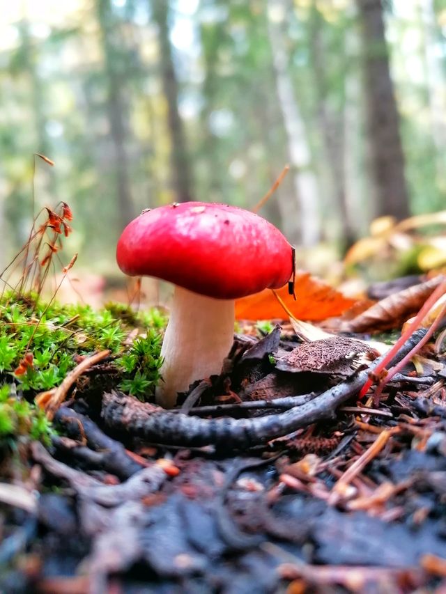 On a day trip in the Finnish forest in September. 🇫🇮🍁🍂