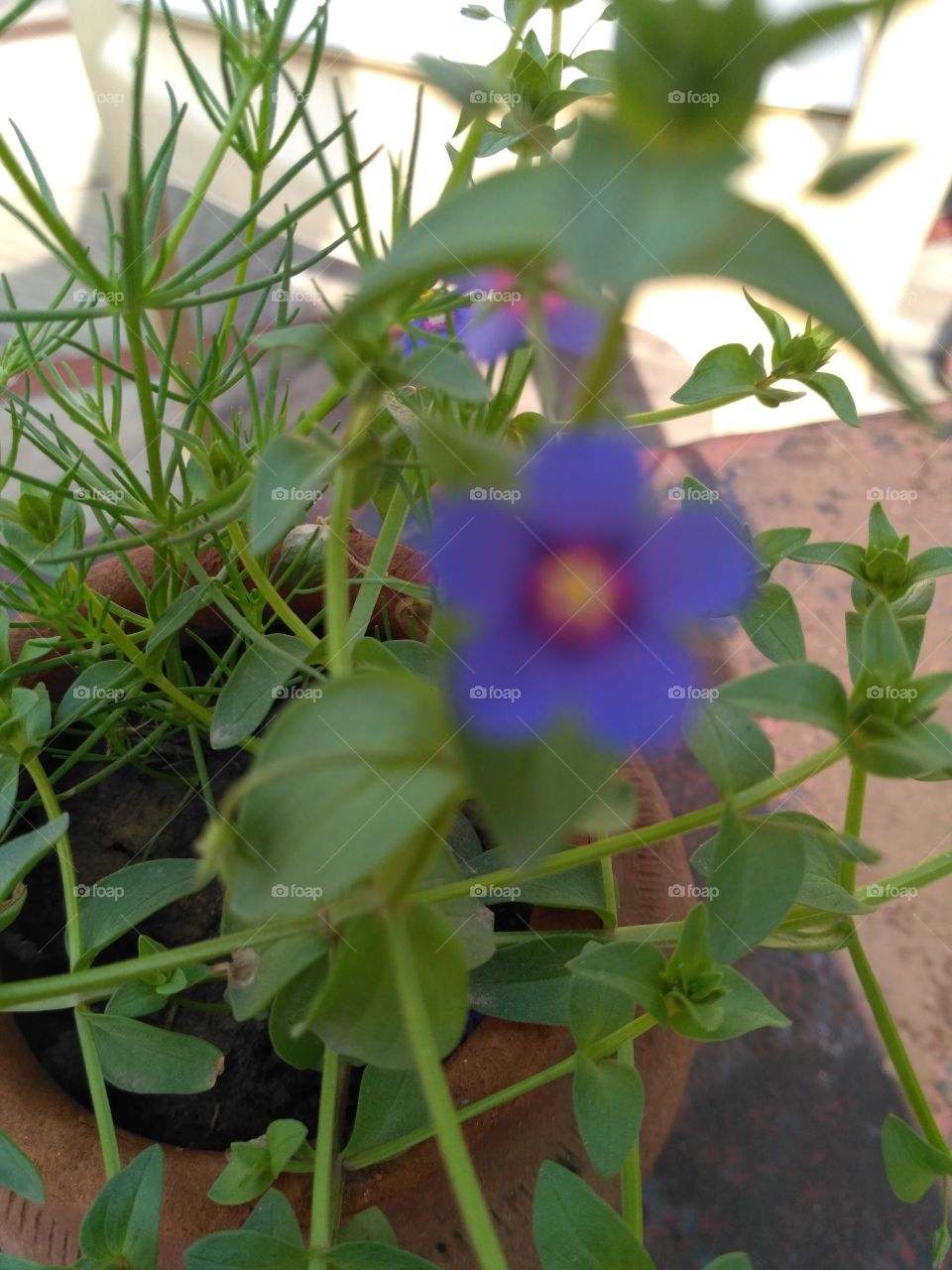 Blue Flower