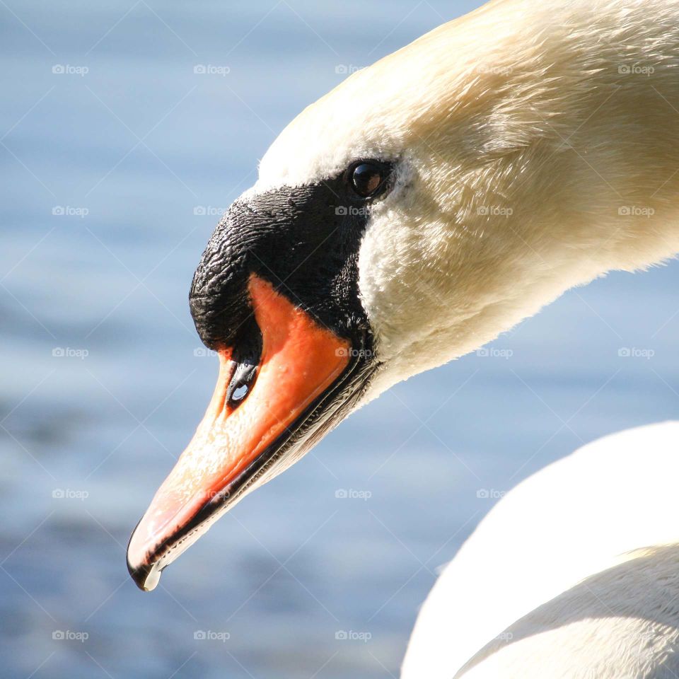 Headshot of a white swan