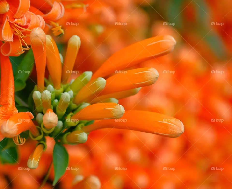 red flowers