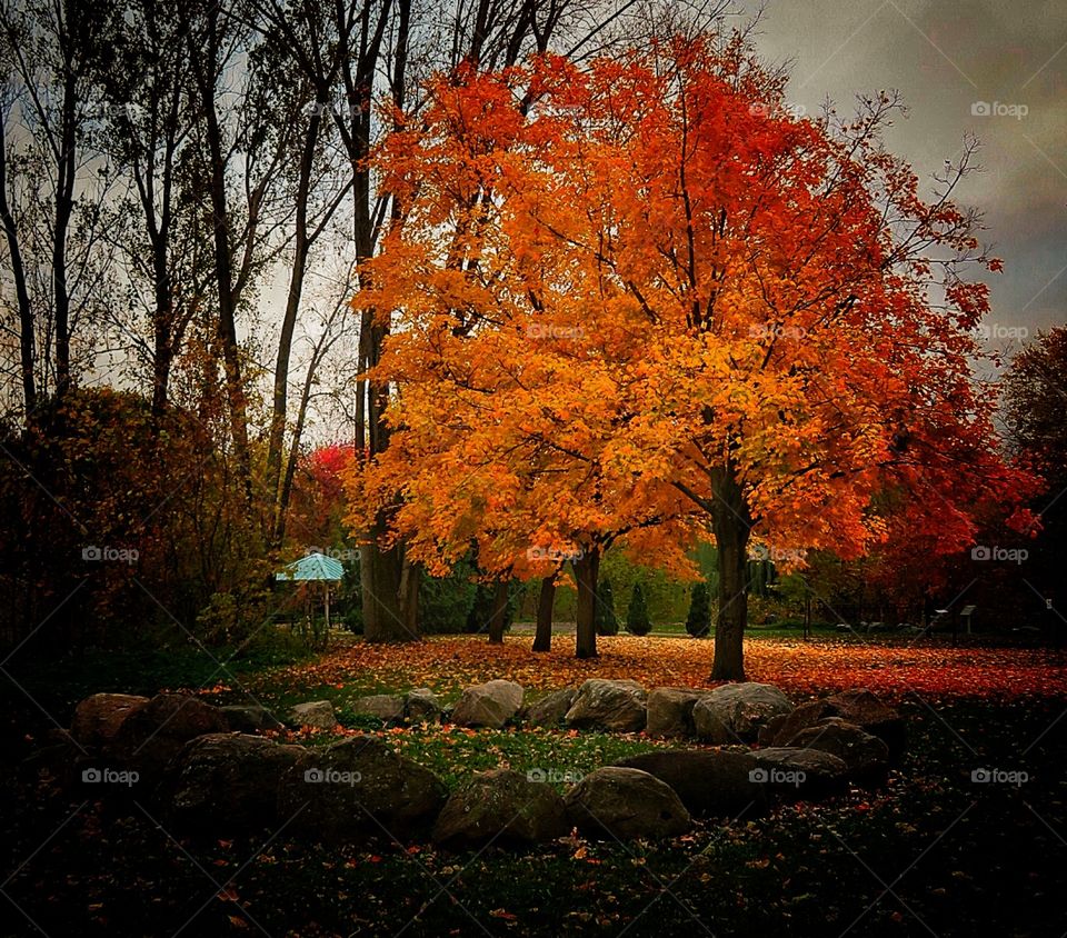 Fall in Québec 