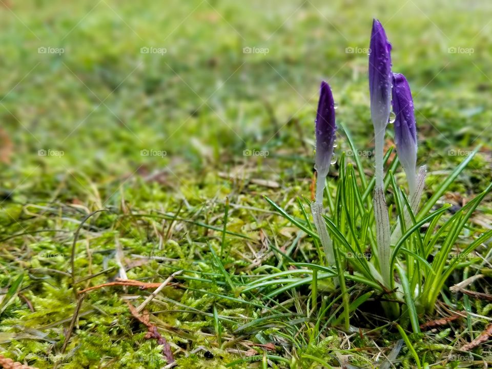 Crocus - spring flower