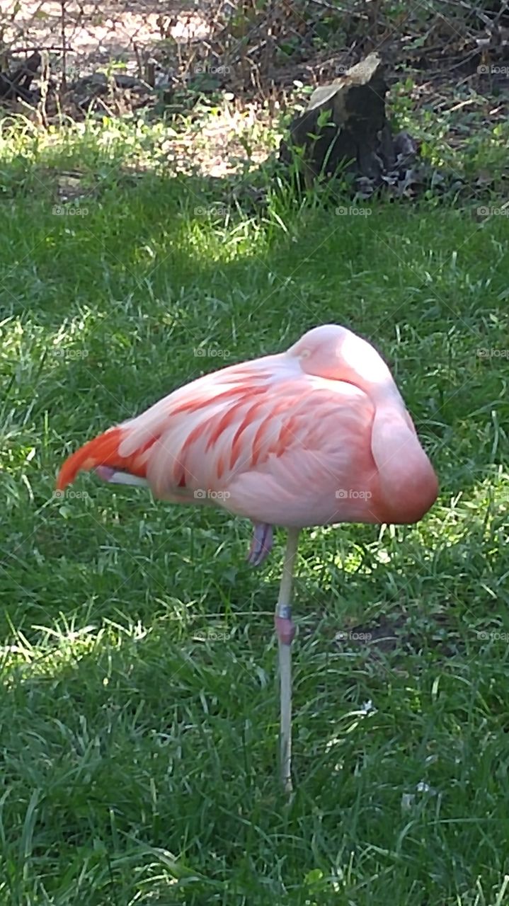 sleeping flamingo