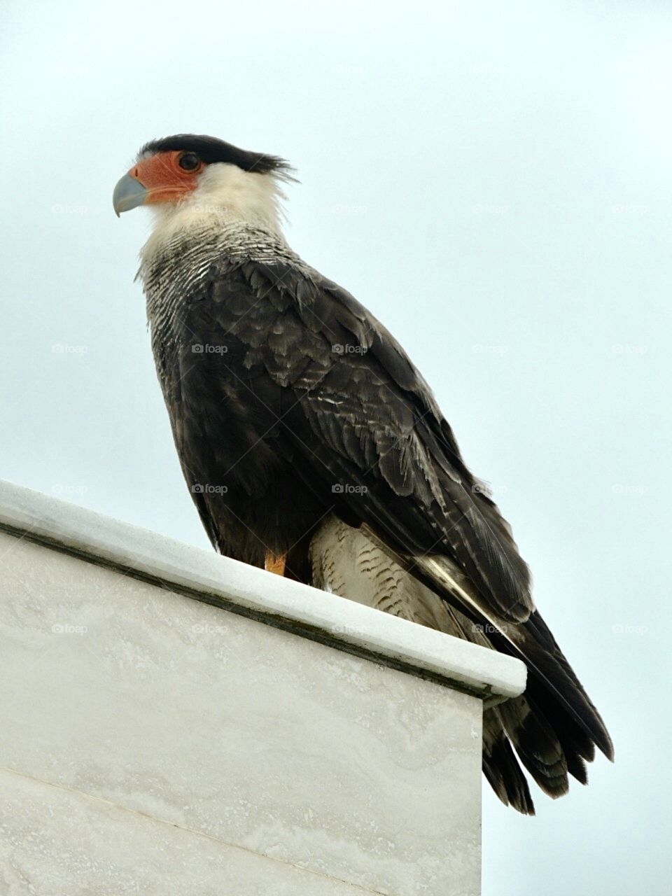 Pose. Details. Carcara, he landed for me.