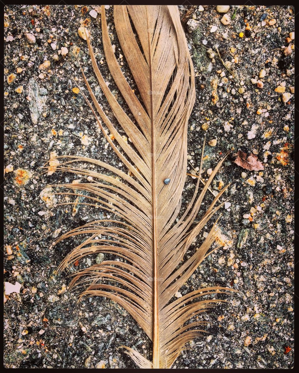 Feather 