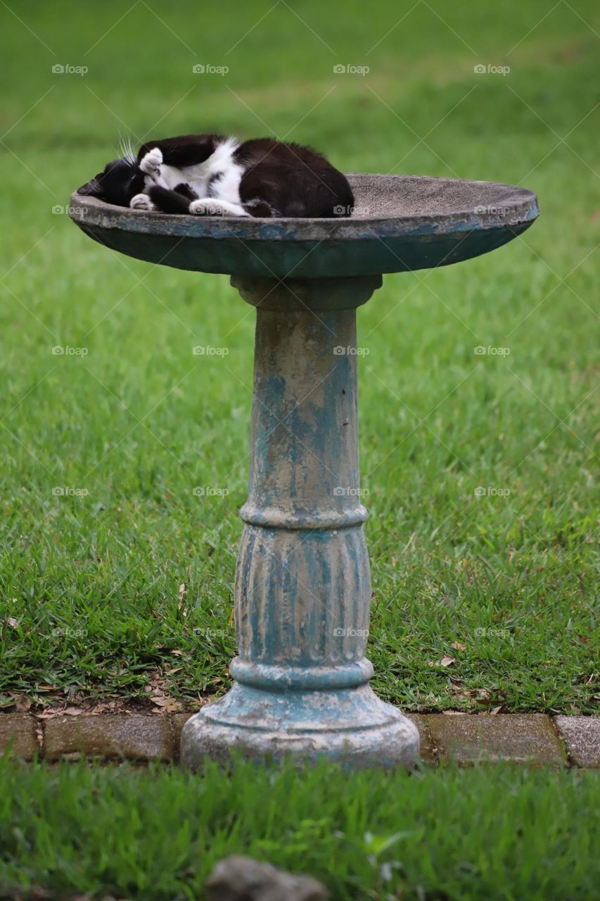 Black and white cat sleeping in empty bird bath