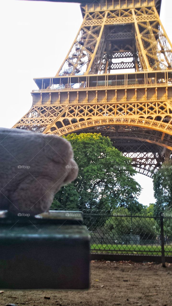 pig in Paris