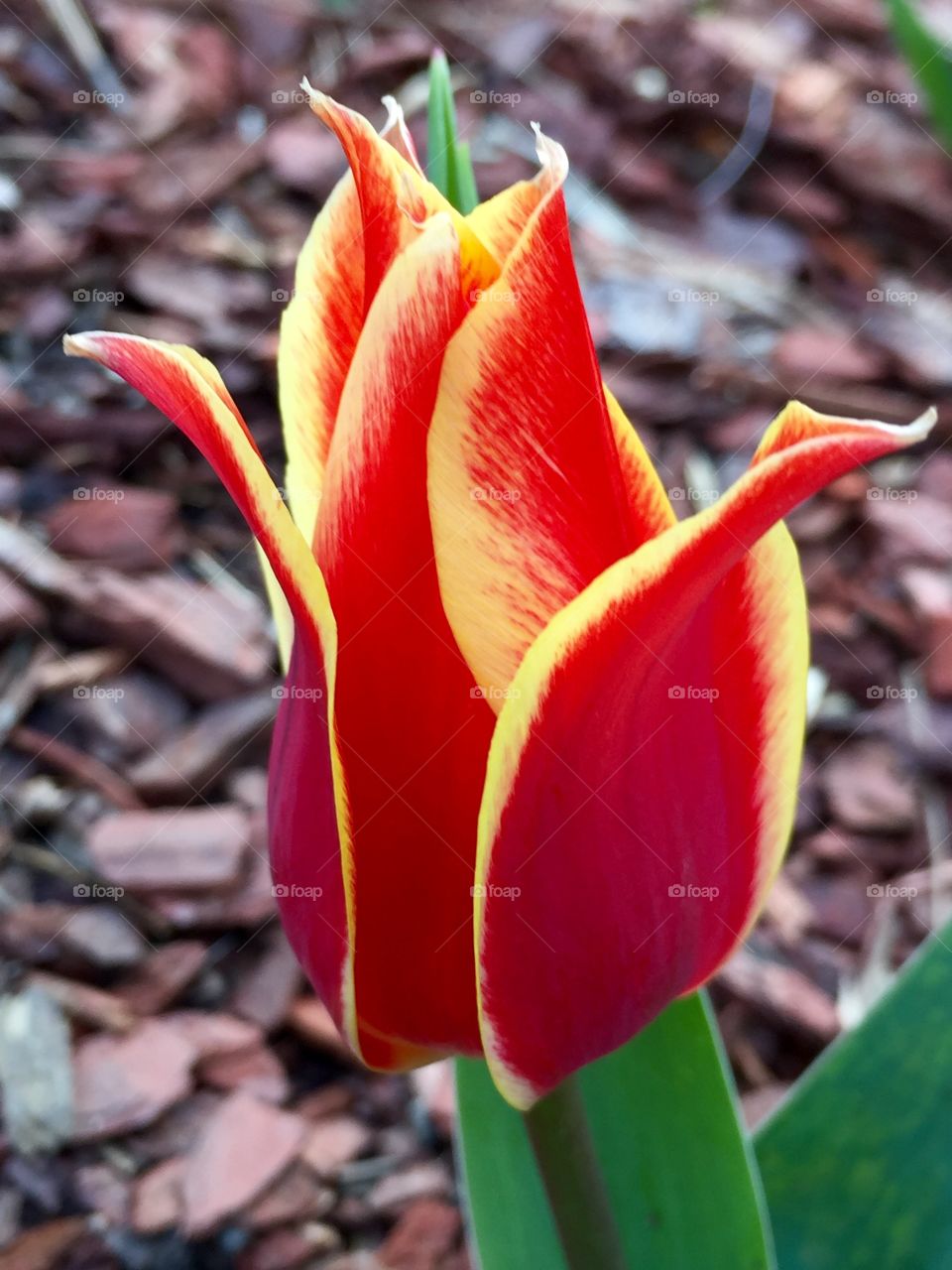 February tulip