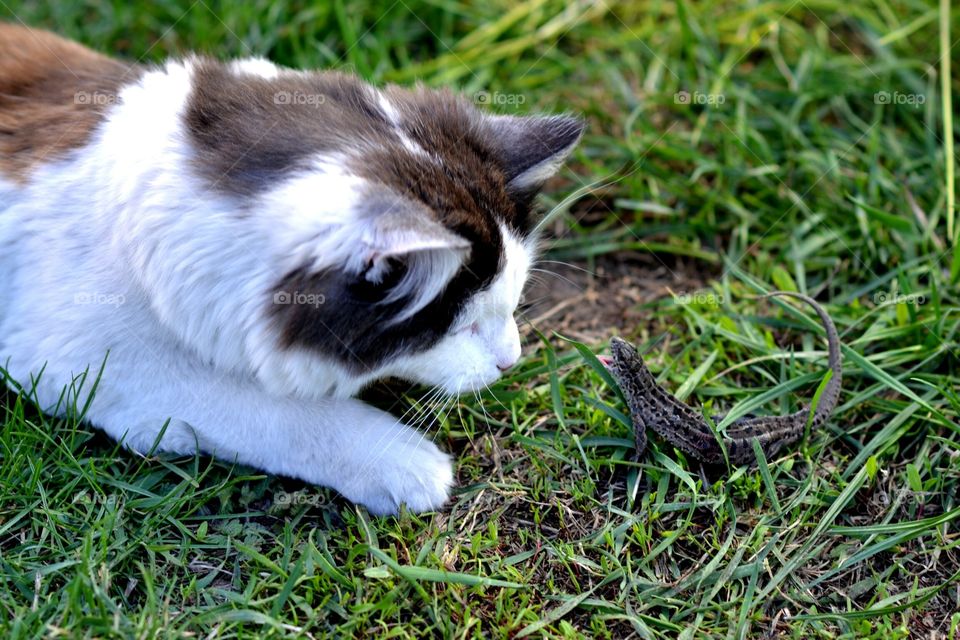 The cat and the lizard