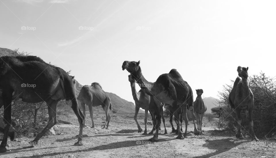 camel, desert, animal, travel, nature, isolated, tourism, journey, sand, white, mammal, africa, background, dromedary, vector, caravan, egypt, ride, arab, arabic, illustration, dune, silhouette, sky, east, exotic, cartoon, hump, arabian, sahara, african, wildlife, sun, traditional, transportation, wild, hot, transport, cute, ethnic, brown, beast, smile, safari, camel farm, funny, heat, camel eye, decorated, bright