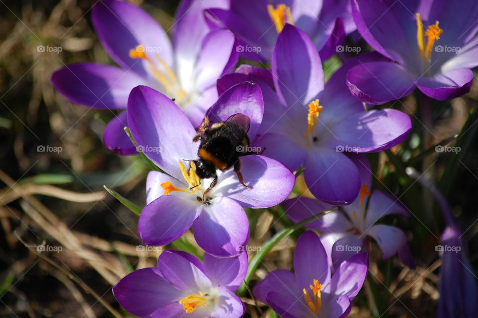 Biene auf lila Krokus